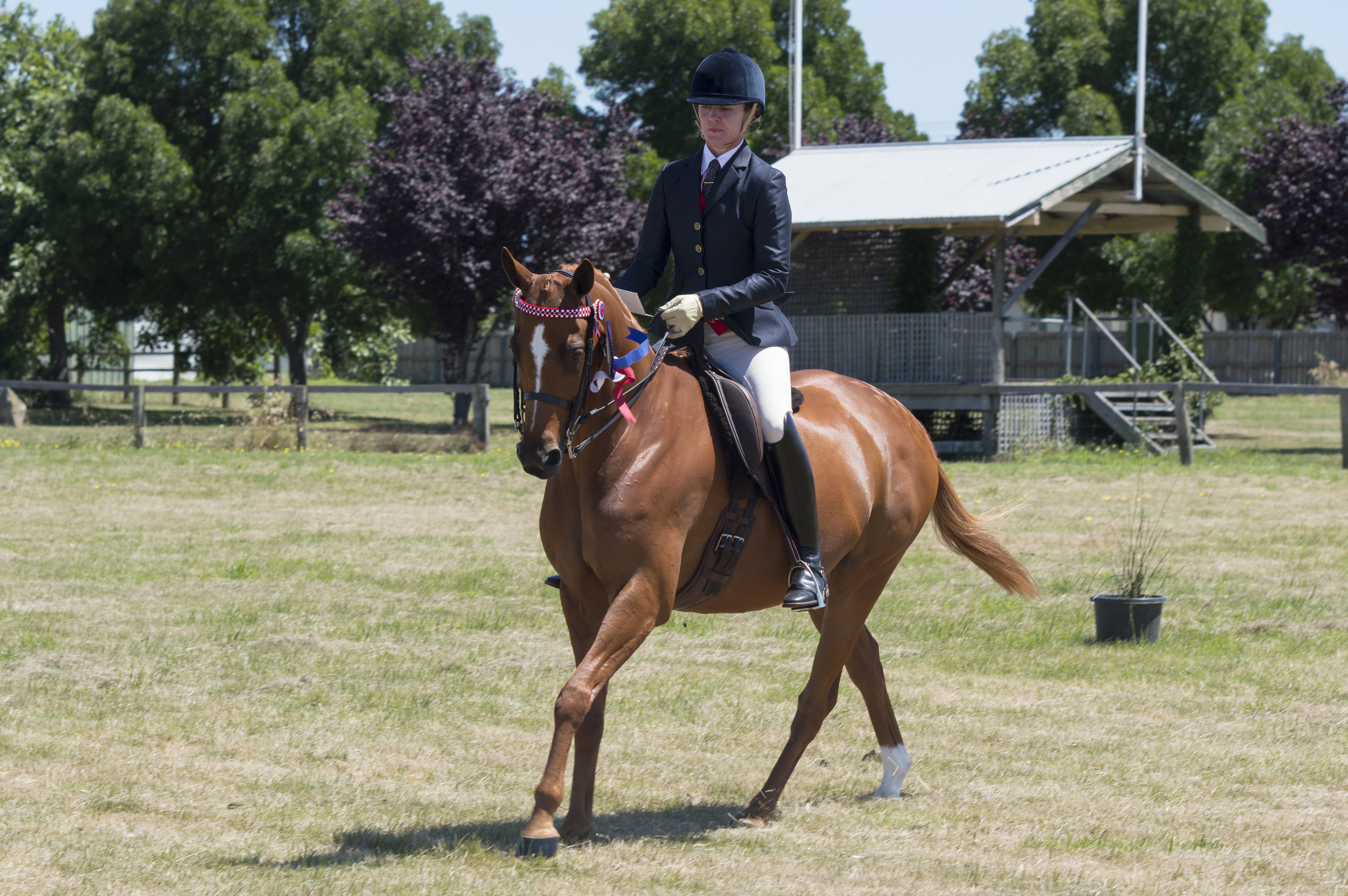 Longford Show Horse Show 2017 Results | Show Horse Tasmania